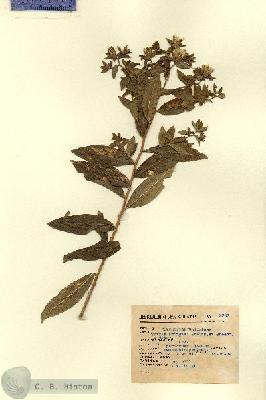 URN_catalog_HBHinton_herbarium_2953.jpg.jpg