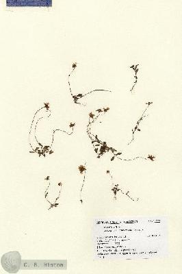 URN_catalog_HBHinton_herbarium_14788.jpg.jpg