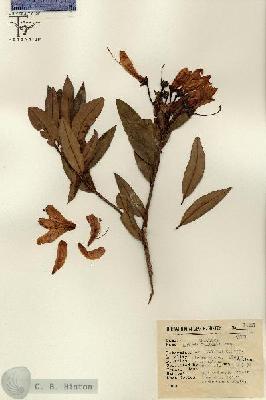 URN_catalog_HBHinton_herbarium_14237.jpg.jpg