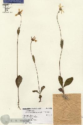 URN_catalog_HBHinton_herbarium_14359.jpg.jpg