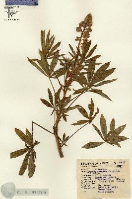 URN_catalog_HBHinton_herbarium_15654.jpg.jpg