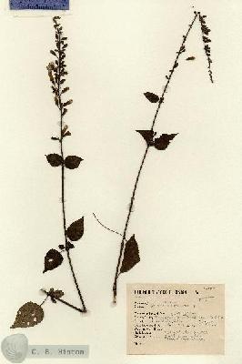 URN_catalog_HBHinton_herbarium_14897.jpg.jpg