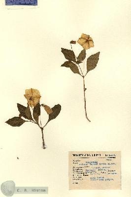 URN_catalog_HBHinton_herbarium_14403.jpg.jpg