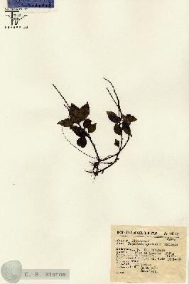 URN_catalog_HBHinton_herbarium_14642.jpg.jpg