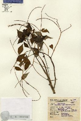 URN_catalog_HBHinton_herbarium_15661.jpg.jpg