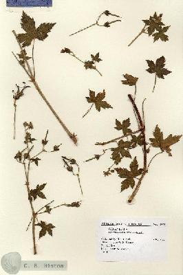 URN_catalog_HBHinton_herbarium_14972.jpg.jpg
