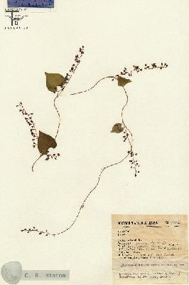 URN_catalog_HBHinton_herbarium_15686.jpg.jpg