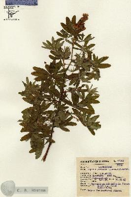 URN_catalog_HBHinton_herbarium_15702.jpg.jpg
