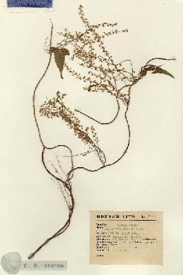URN_catalog_HBHinton_herbarium_15513.jpg.jpg