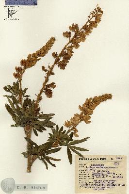 URN_catalog_HBHinton_herbarium_15596.jpg.jpg