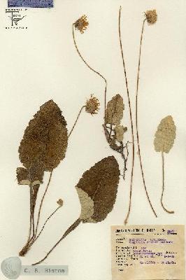URN_catalog_HBHinton_herbarium_3098.jpg.jpg