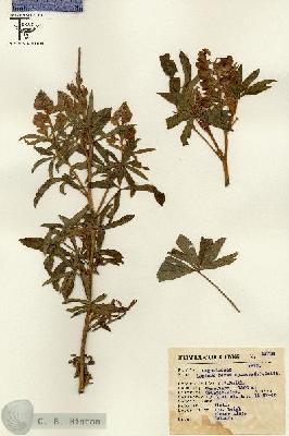 URN_catalog_HBHinton_herbarium_15724.jpg.jpg
