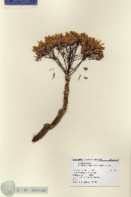 URN_catalog_HBHinton_herbarium_15770.jpg.jpg