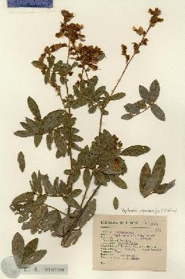 URN_catalog_HBHinton_herbarium_3101.jpg.jpg