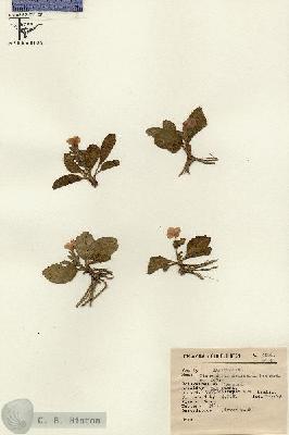 URN_catalog_HBHinton_herbarium_4292.jpg.jpg