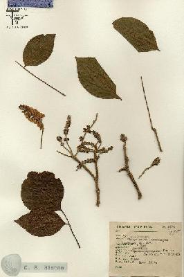 URN_catalog_HBHinton_herbarium_3174.jpg.jpg