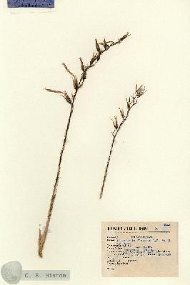 URN_catalog_HBHinton_herbarium_3948.jpg.jpg