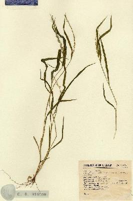 URN_catalog_HBHinton_herbarium_6464.jpg.jpg