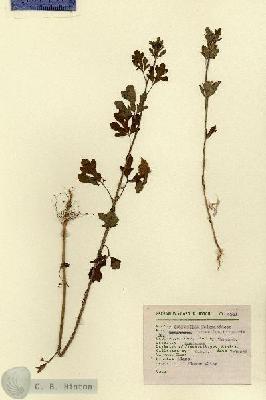 URN_catalog_HBHinton_herbarium_4321.jpg.jpg