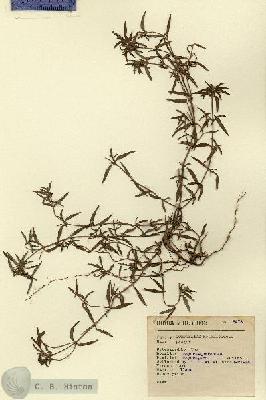 URN_catalog_HBHinton_herbarium_6473.jpg.jpg