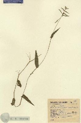 URN_catalog_HBHinton_herbarium_6487.jpg.jpg