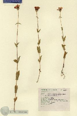 URN_catalog_HBHinton_herbarium_4500.jpg.jpg
