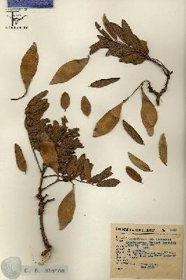 URN_catalog_HBHinton_herbarium_6508.jpg.jpg
