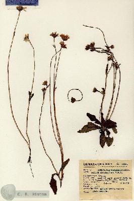 URN_catalog_HBHinton_herbarium_4613.jpg.jpg