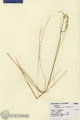 URN_catalog_HBHinton_herbarium_4622.jpg.jpg