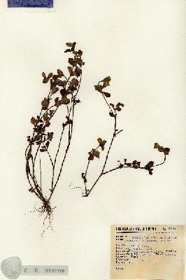 URN_catalog_HBHinton_herbarium_4628.jpg.jpg