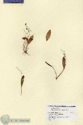 URN_catalog_HBHinton_herbarium_4642.jpg.jpg