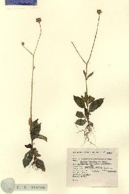 URN_catalog_HBHinton_herbarium_4780.jpg.jpg