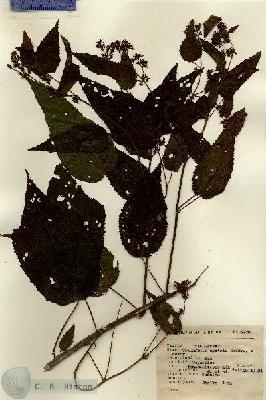 URN_catalog_HBHinton_herbarium_6778.jpg.jpg