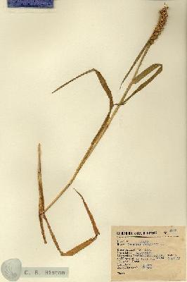 URN_catalog_HBHinton_herbarium_4800.jpg.jpg