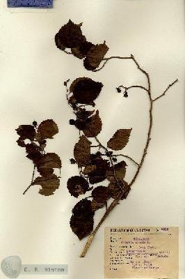 URN_catalog_HBHinton_herbarium_6538.jpg.jpg