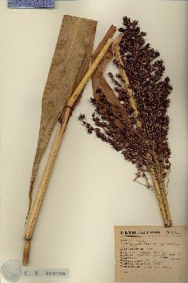 URN_catalog_HBHinton_herbarium_4839.jpg.jpg