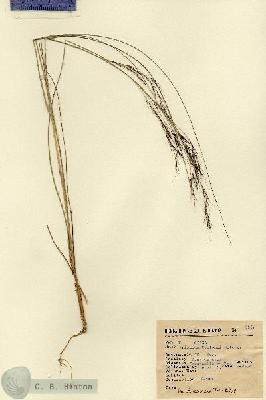 URN_catalog_HBHinton_herbarium_6567.jpg.jpg