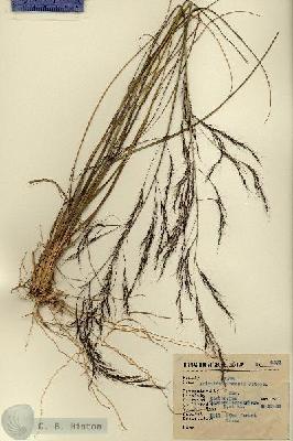 URN_catalog_HBHinton_herbarium_6571.jpg.jpg