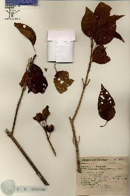URN_catalog_HBHinton_herbarium_6960.jpg.jpg