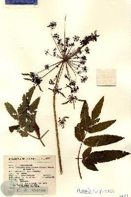 URN_catalog_HBHinton_herbarium_6821.jpg.jpg