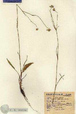 URN_catalog_HBHinton_herbarium_6842.jpg.jpg