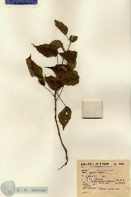 URN_catalog_HBHinton_herbarium_6859.jpg.jpg