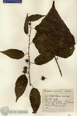URN_catalog_HBHinton_herbarium_6982.jpg.jpg