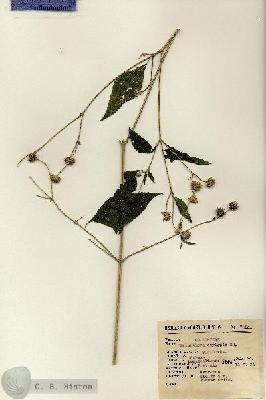 URN_catalog_HBHinton_herbarium_7050.jpg.jpg