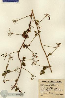 URN_catalog_HBHinton_herbarium_7014.jpg.jpg