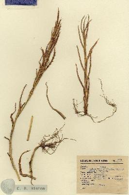 URN_catalog_HBHinton_herbarium_6031.jpg.jpg