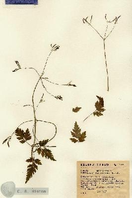 URN_catalog_HBHinton_herbarium_8324.jpg.jpg