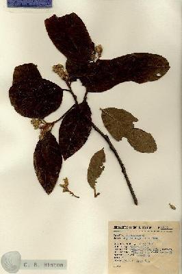 URN_catalog_HBHinton_herbarium_6145.jpg.jpg
