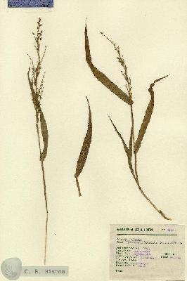 URN_catalog_HBHinton_herbarium_6285.jpg.jpg