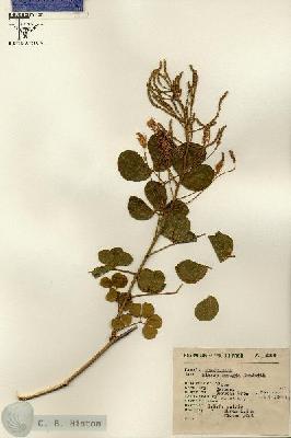 URN_catalog_HBHinton_herbarium_6296.jpg.jpg